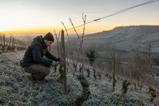 Vineyard worker pruning vines on a steep Sancerre hillside at dawn in winter, surrounded by leafless biodynamic rows and soft morning light