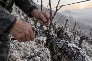 Vigneron's hands pruning dormant Chenin vines at winter dawn on a frosty, steep hillside with visible soil texture.