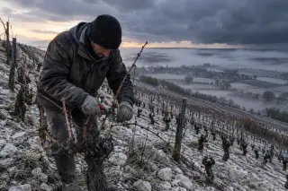 Vigneron pruning leafless vines on a steep frosty slope at dawn, with pale stony soil and mist rising in a wintry vineyard.