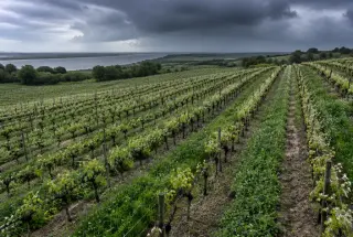 Vue aérienne d’une parcelle de folle blanche du Pays nantais sous un ciel d’orage, avec sols humides et rangs de vignes en floraison.